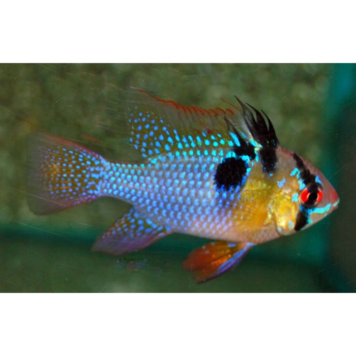 Microgeophagus Ramirezi Gold