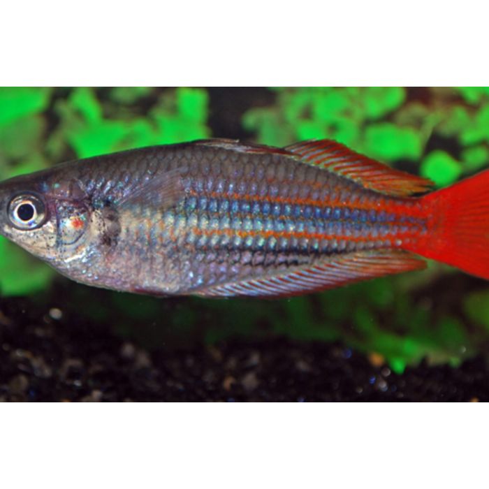 Melanotaenia Australis / Australis Regenboogvis