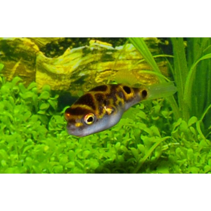 Dichotomyctere Biocellatus / Figure 8 Kogelvis