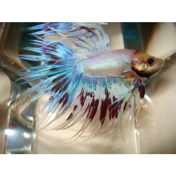 Betta Splendens Kempvis Crowntail White Opaque