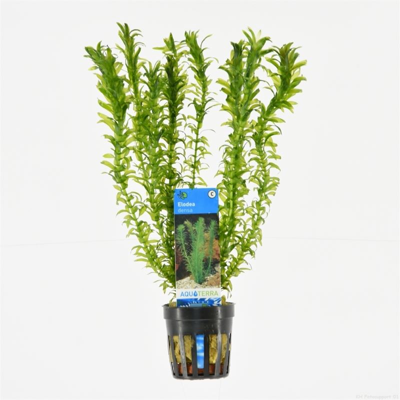 Elodea densa