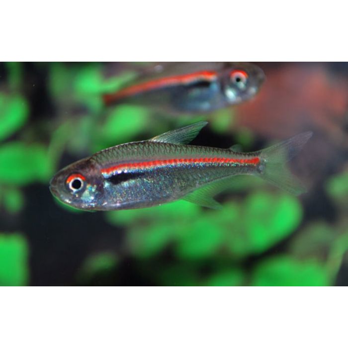 Hyphessobrycon Amapaensis Amapa Tetra