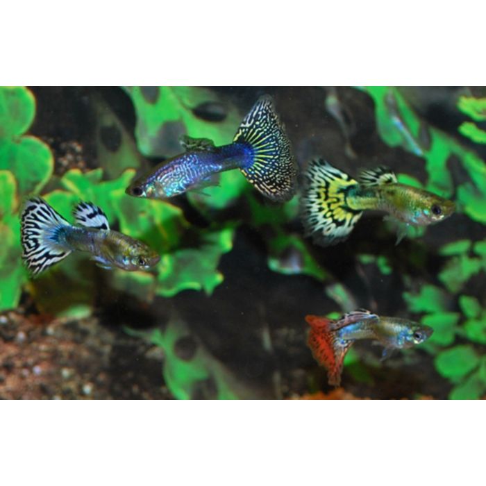 Poecilia reticulata Gup Man Snakeskin Cobra Mixed