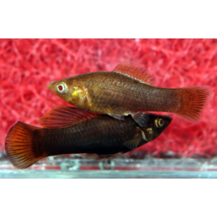 Poecilia Sphenops Chocolate / Molly Bruin