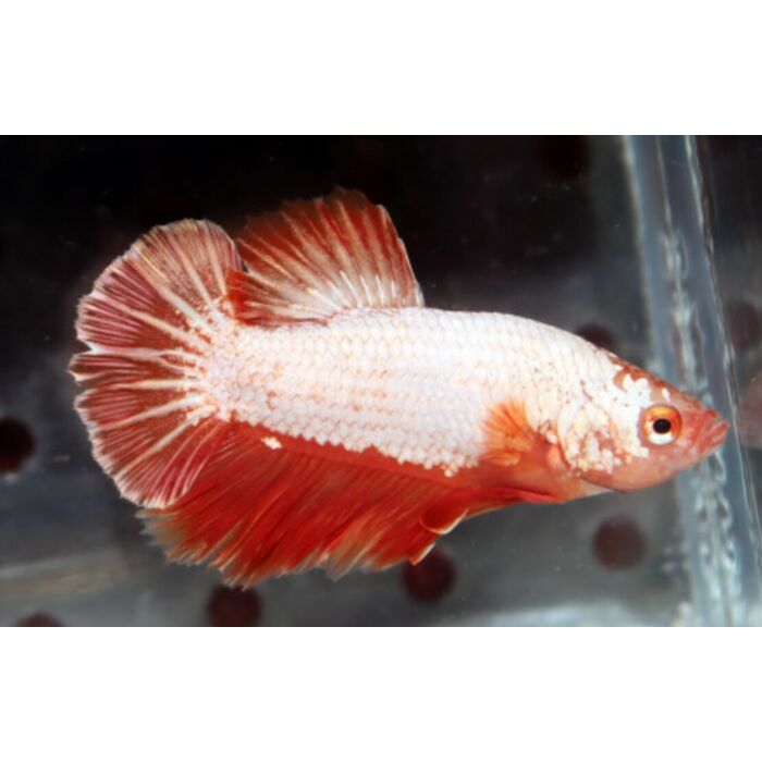 Betta Splendens Platinum Orange Dragon Kempvis Platinum Orange Dragon