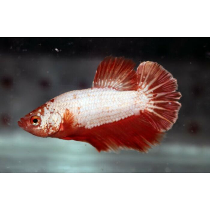Betta Splendens Platin Orange Dragon Kampffisch Platin Orange Dragon