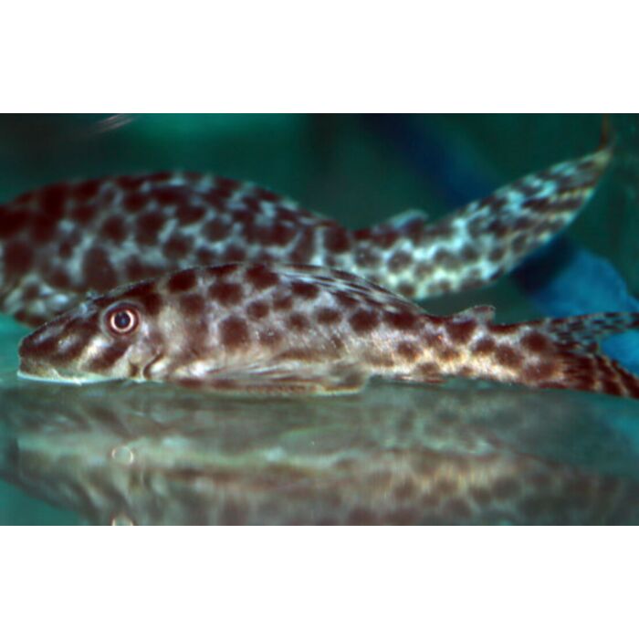 Peckoltichthys Bachi / Bola Peckoltia Lda030