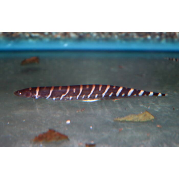 Gymnotus Pedanopterus / Zebra Mesvis