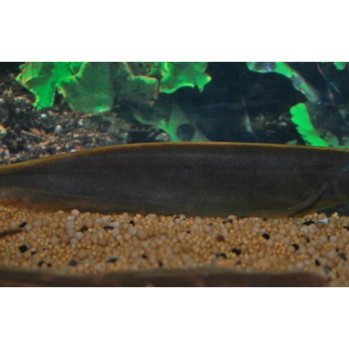 Apteronotus Leptorhynchus / Bruine Mesvis