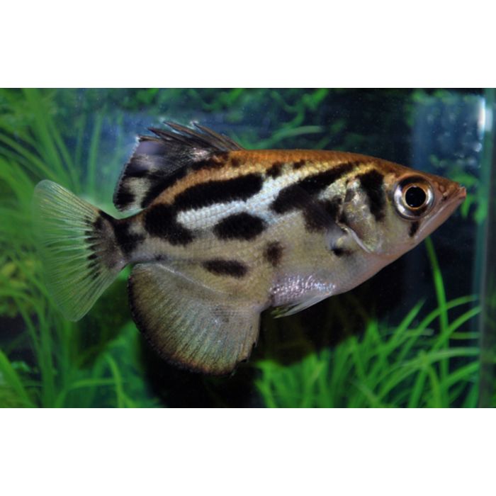 Toxotes Blythii / / Schuttersvis Blythii