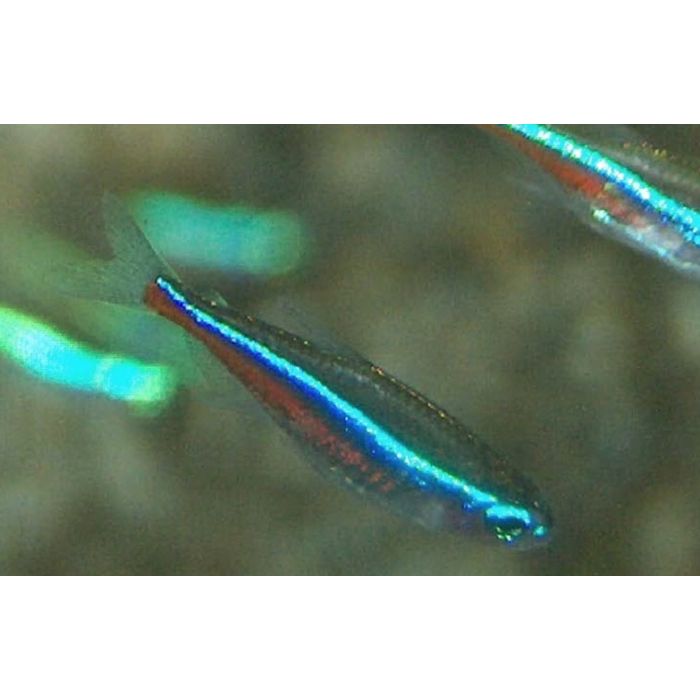 Cheirodon Paracheirodon Simulans