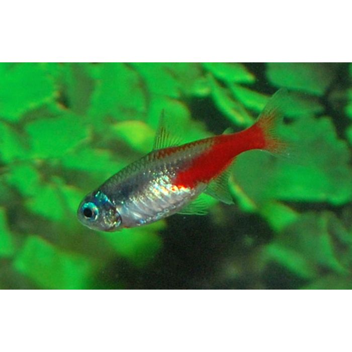 Paracheirodon Innesi / Neon Tetra Diamant