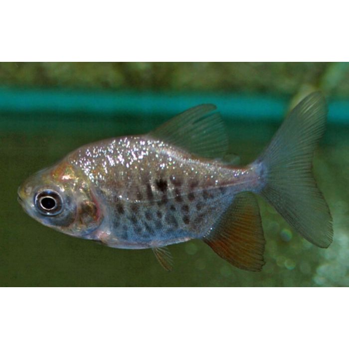 Colossoma Macropomum Black Pacu