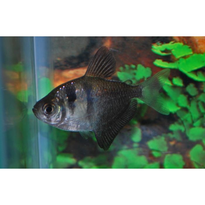 Gymnocorymbus Ternetzi Black / Zwarte Tetra