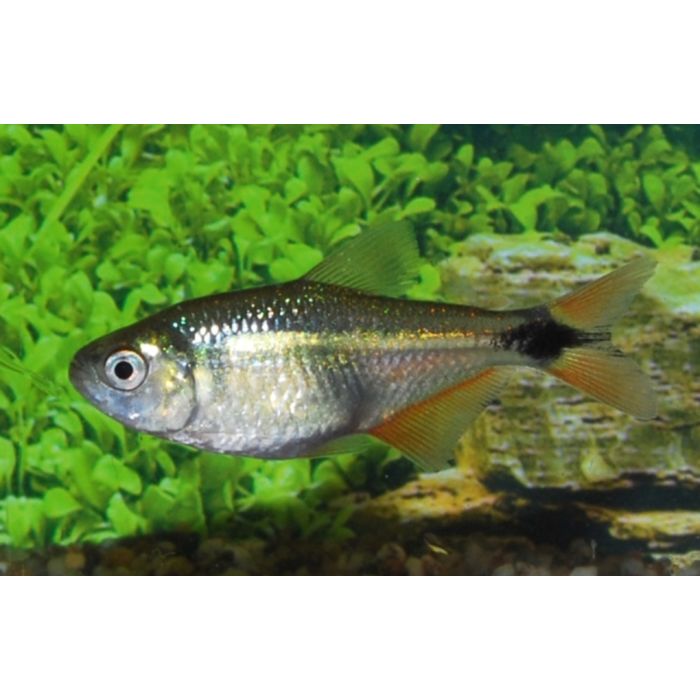 Hyphessobrycon Anisitsi / Ruitenvlekzalm