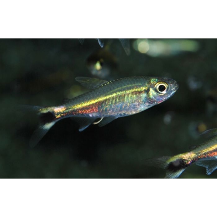 Hemigrammus Hyanuary Grün Neon