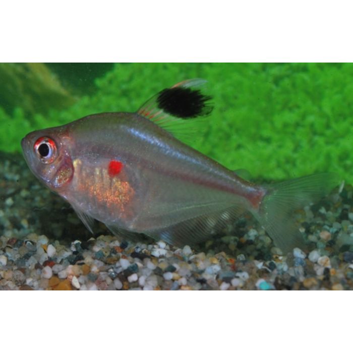 Hyphessobrycon Erythrostigma / Bloedvlektetra