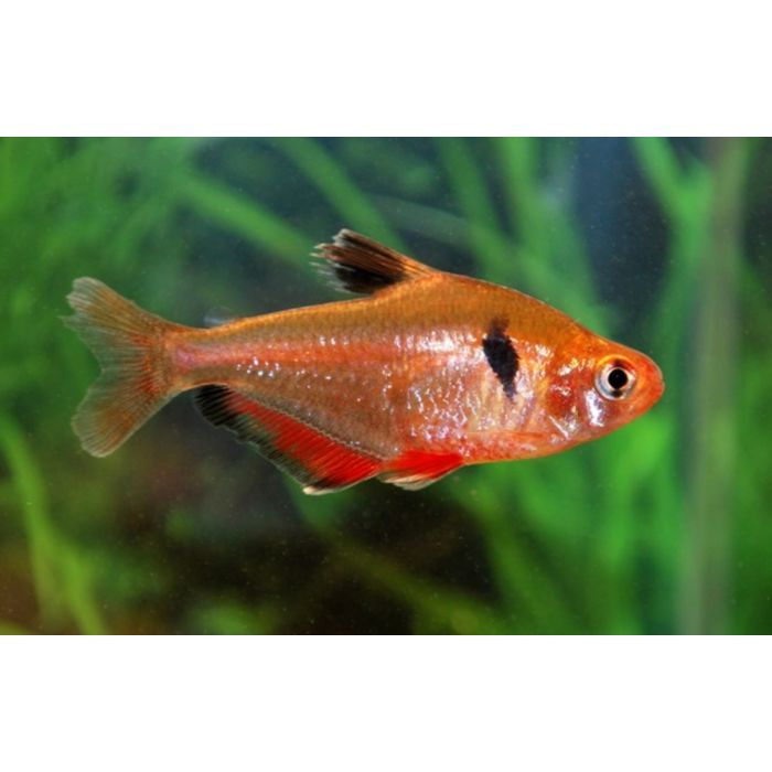 Hyphessobrycon Serpae / Serpae-Lachs