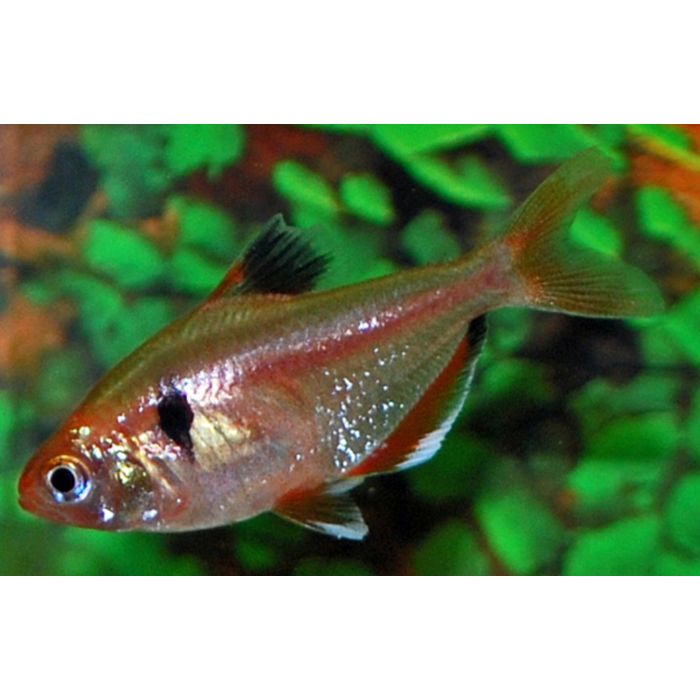 Hyphessobrycon Eques Gold / Schoudervlekzalm Goud