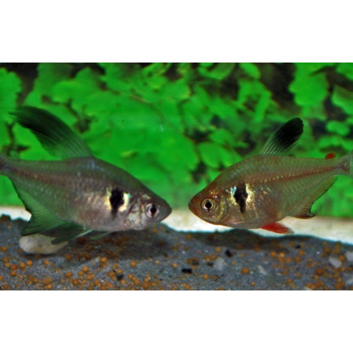 Megalamphodus Megalopterus / Zwarte Fantoomzalm