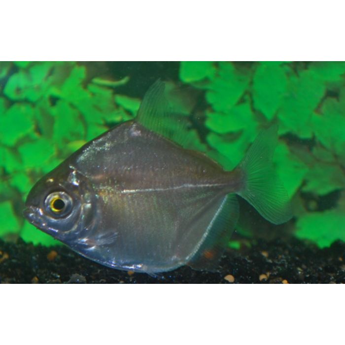 Metynnis Hypsauchen Silverdollar