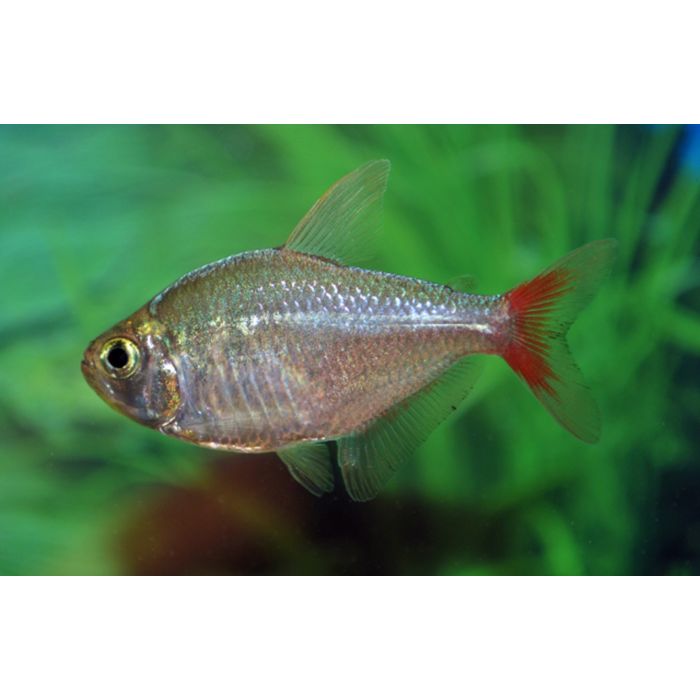 Moenkhausia Sp. Kolumbien-95 / Rotschwanz-Lachs