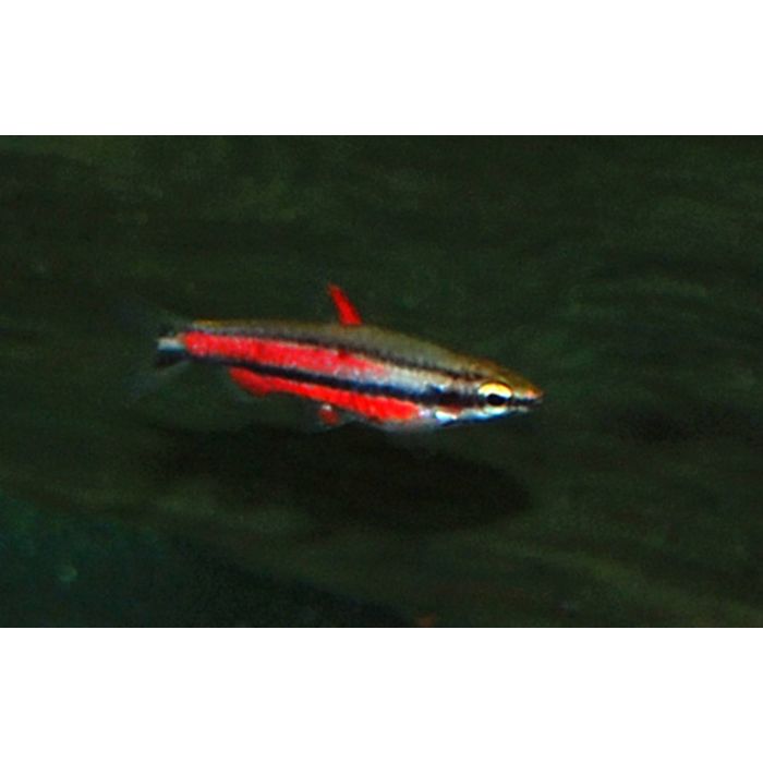 Nannostomus Rubrocaudatus / Bleistiftfisch Rubrocaudatus