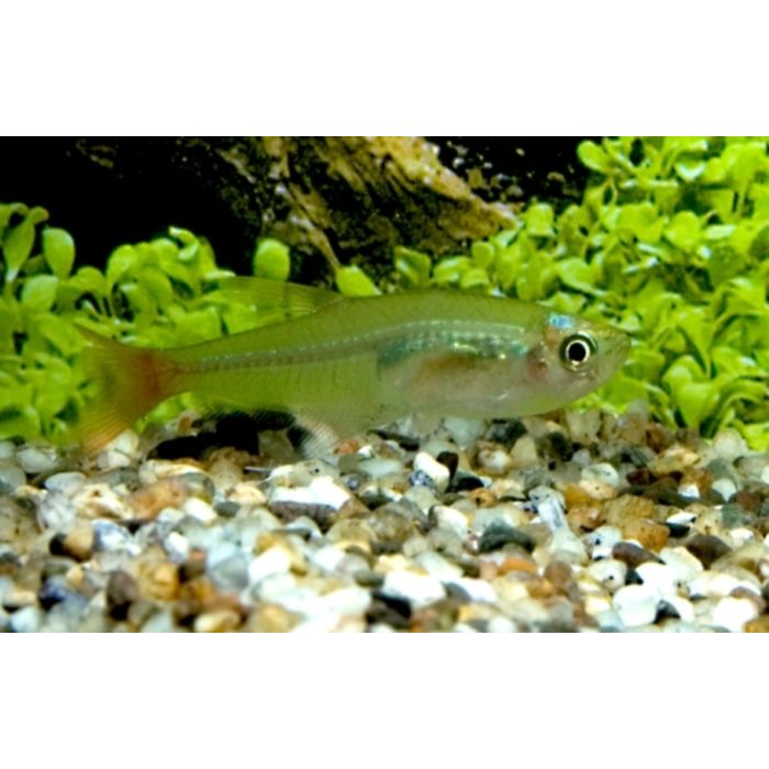 Prionobrama Filigera / Glasroodvinzalm