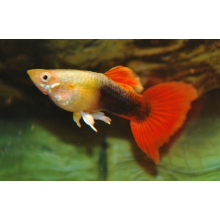 Poecilia reticulata Gup Man Tuxedo Rood