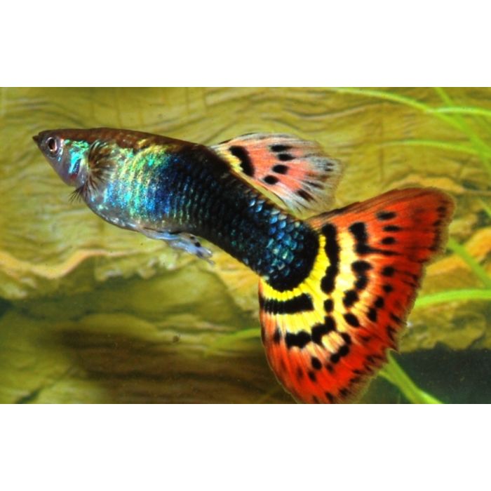 Poecilia reticulata Gup Man Tuxedo Spotted Tail