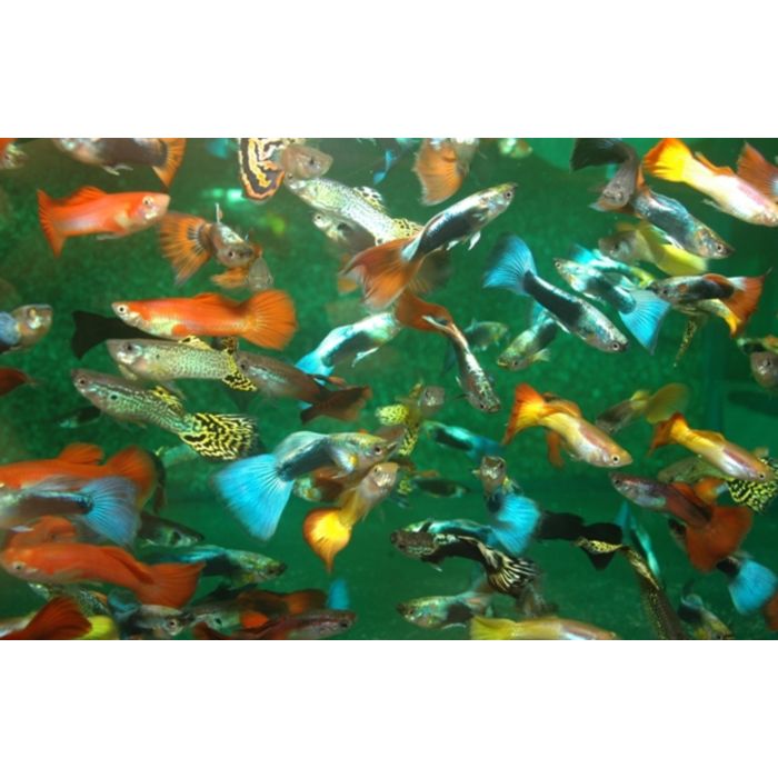 Poecilia Reticulata - Gup Man Mixed