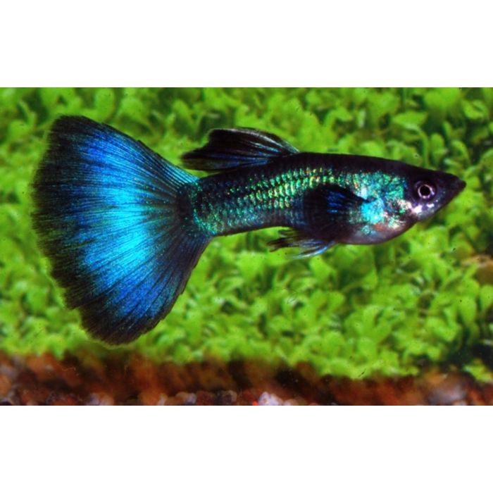 Poecilia reticulata Gup Man Moscow Green Male M