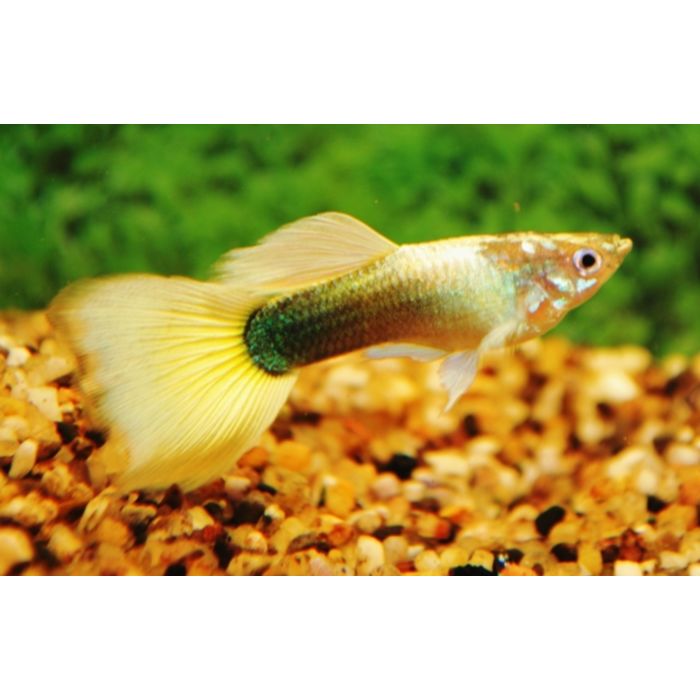 poecilia reticulata Gup Man Tuxedo Geel