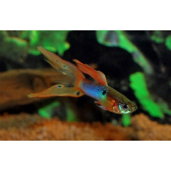 Poecilia Reticulatus Japan Blue Double Red / Gup Japan Blue Double Red