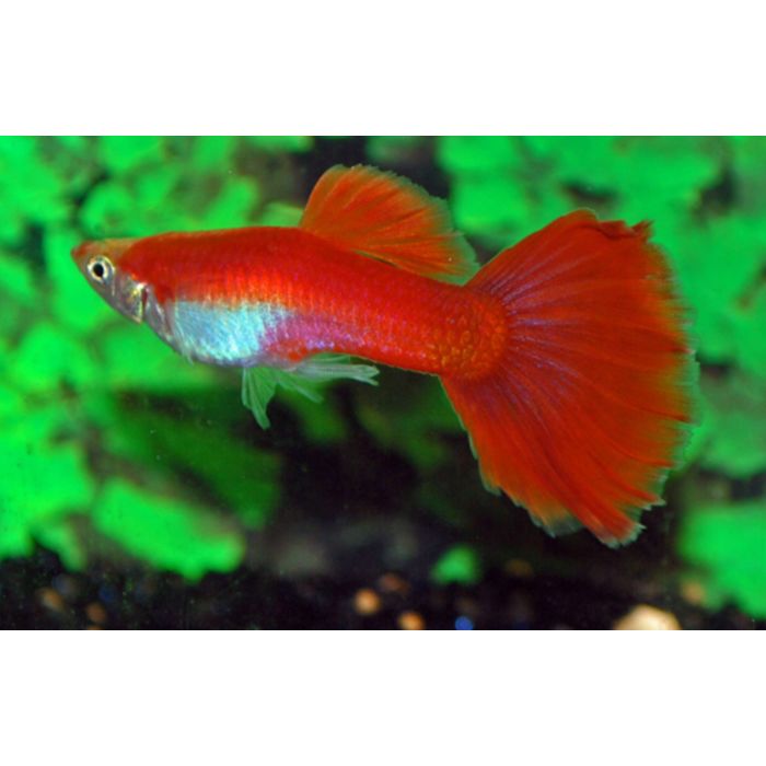 Poecilia Reticulata Flamingo Red Male M