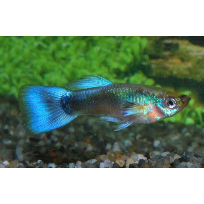 Poecilia Reticulata Gup Man Neon Blue Male