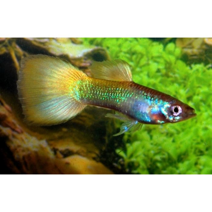 Poecilia reticulata Gup Man Neon Yellow Male M