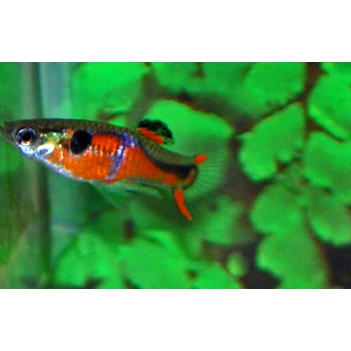 Poecilia Wingei Red Chest (m/f) M