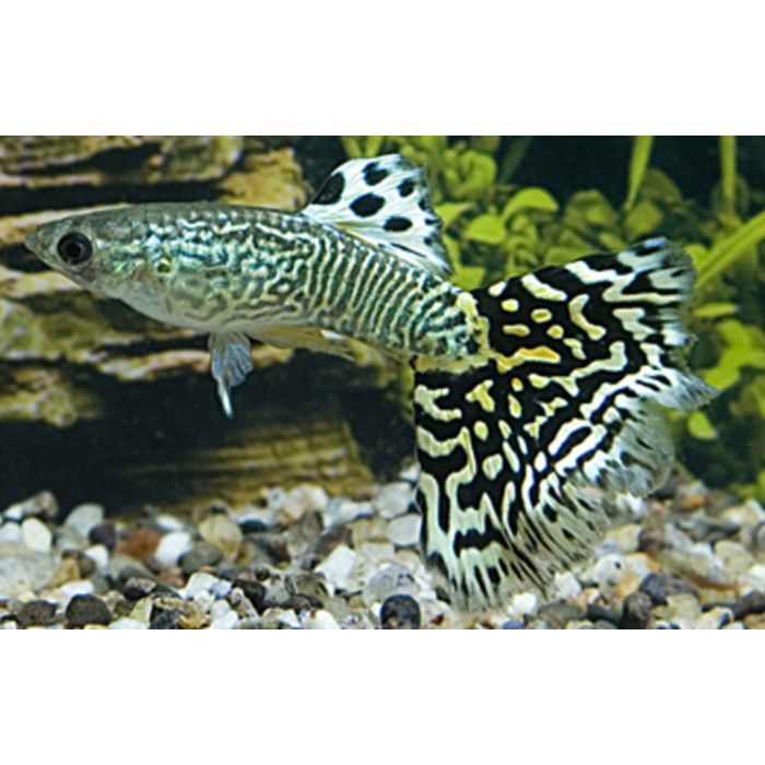 Poecilia reticulata Gup Man Snakeskin Cobra Groen