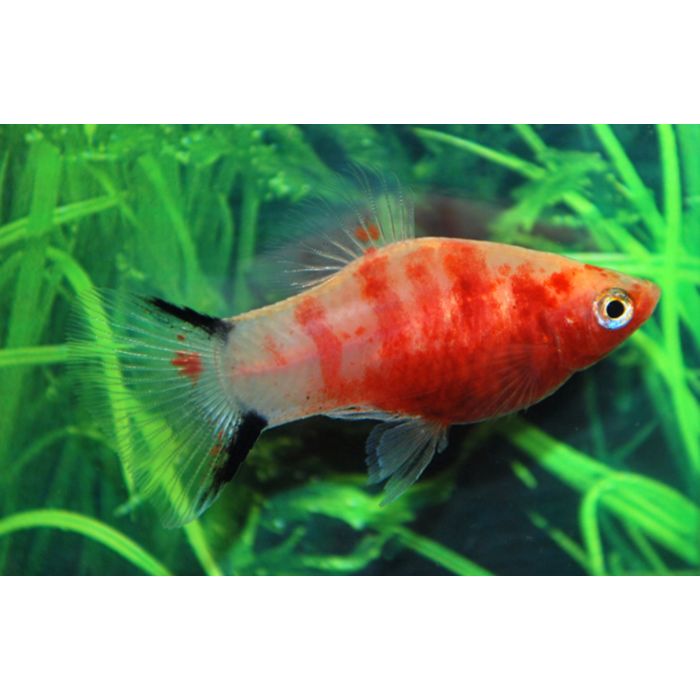 Xiphophorus Maculatus Platy Bleeding Heart