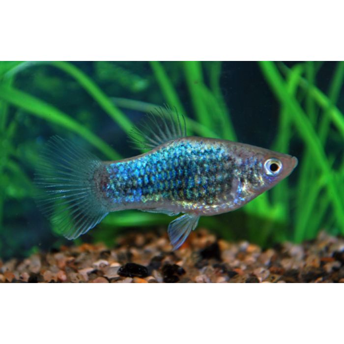 Xiphophorus Maculatus Platy Neon Blue Tuxedo