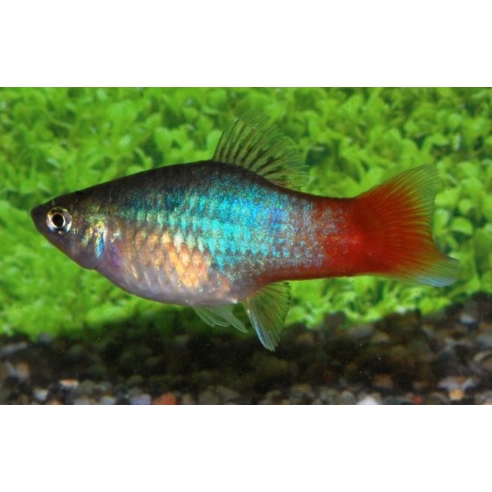 Xiphophorus Maculatus Platy Blue Redtail