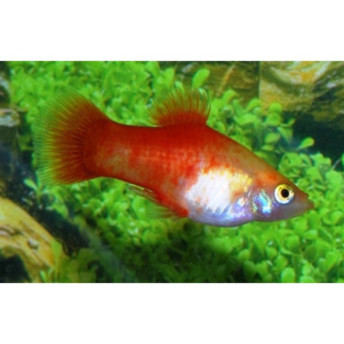 Xiphophorus Maculatus Platy Gold