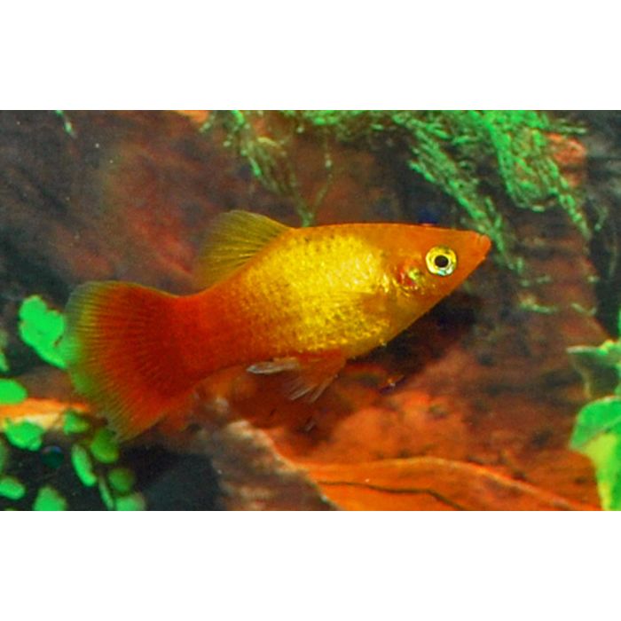 Xiphophorus Maculatus Platy Neon Marigold