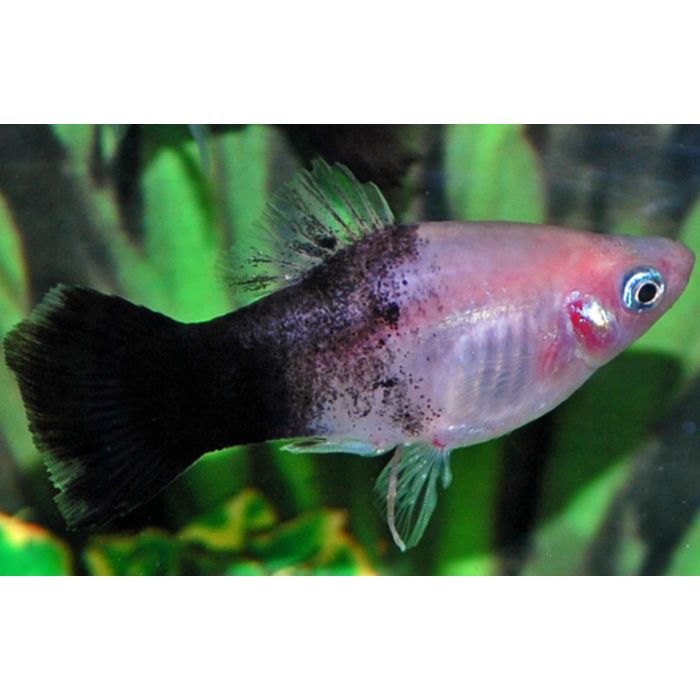 Xiphophorus Maculatus Platy Panda