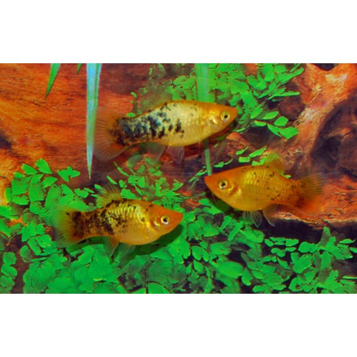 Xiphophorus Maculatus Platy Neon Spotted