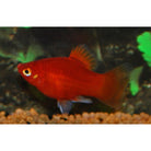 Xiphophorus Maculatus Platy Coral Red Mickey Mouse