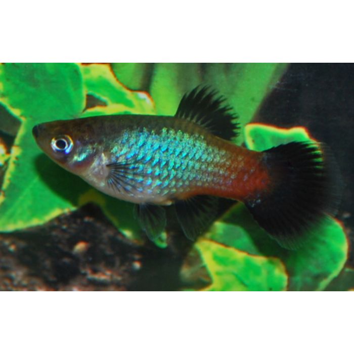 Xiphophorus Maculatus Platy Rainbow / Regenboog