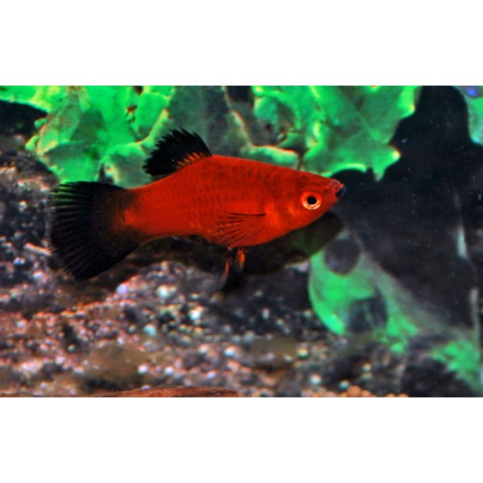 Xiphophorus Maculatus Platy Wagtail Red