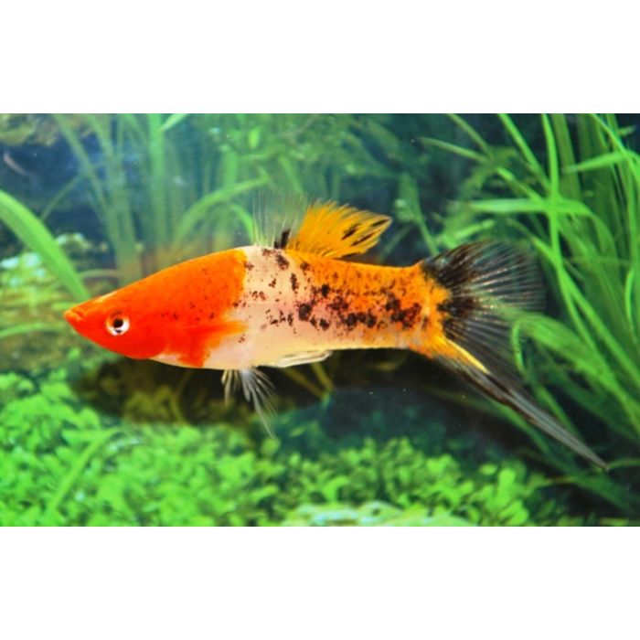 Xiphophorus Helleri Sanke / Zwaarddrager Sanke